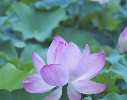 星临天下|9月下旬开始，喜气盈门，4属相桃花朵朵开，生活幸福安康