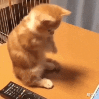 安徽|当钓鱼时遇到猫,还是尽早放弃抵抗,安心做个工具人吧