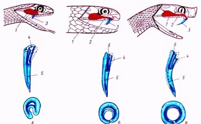毒蛇 蛇的“软肋”是啥？研究证明真的不是雄黄粉，别被电视剧给骗了！