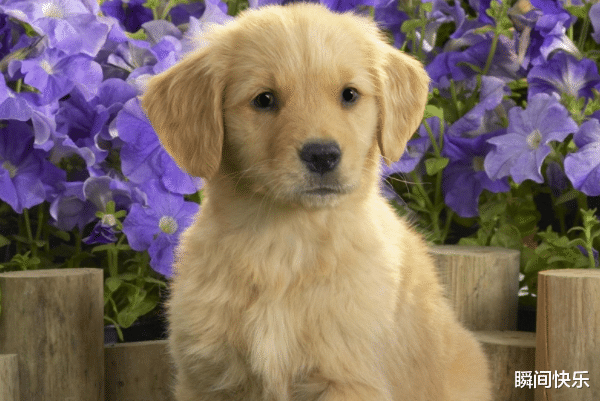 属牛|家中若有这3个生肖，2021年必当业绩爆棚，一帆风顺，事业兴隆