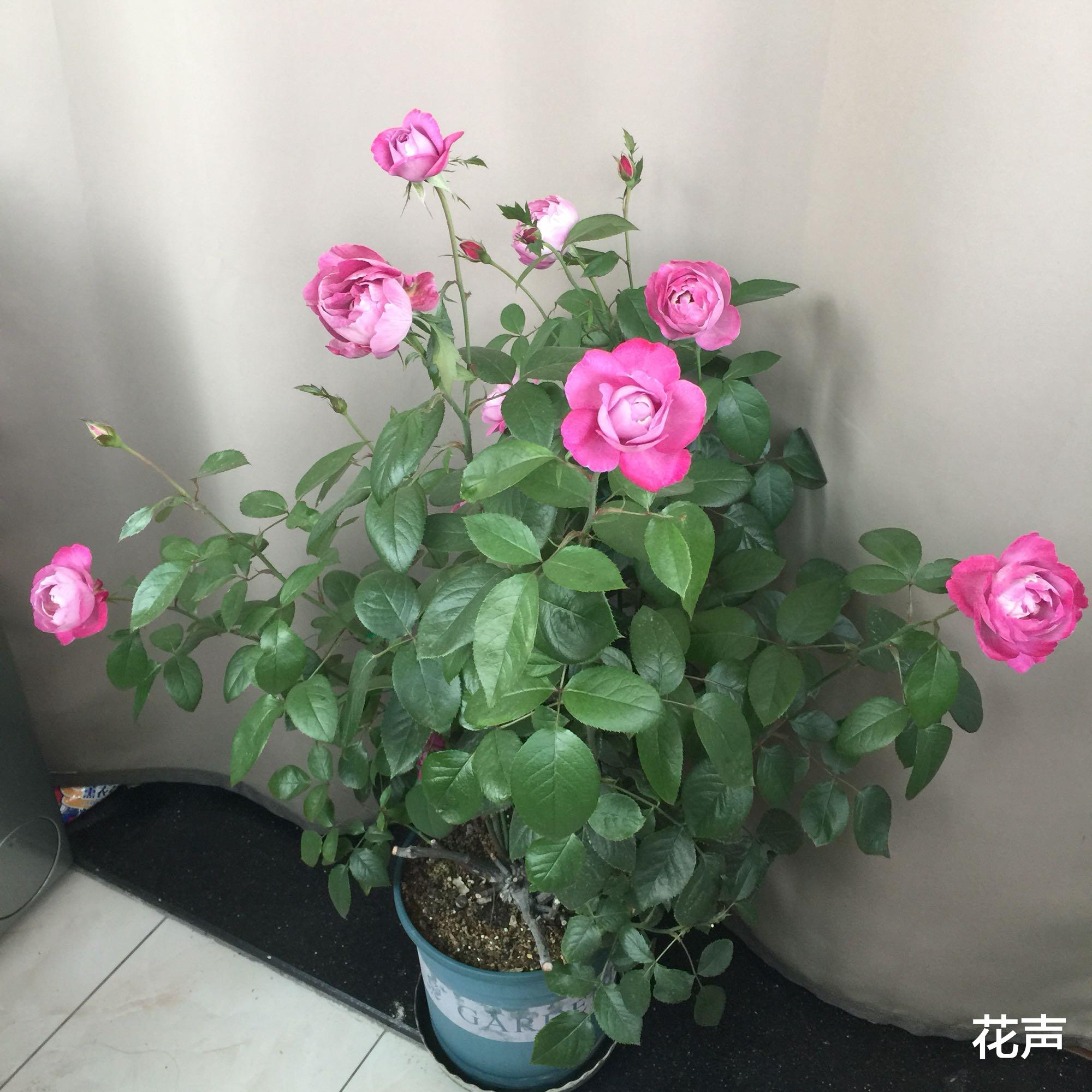 花声 以香闻名的月季—羊脂香水，花美如芍药，花香飘满屋，四季能开花