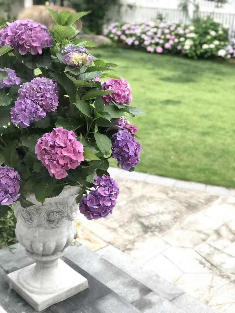 |买了别墅花园房，用5年时间，亲手设计打造400㎡别墅花园，太美了