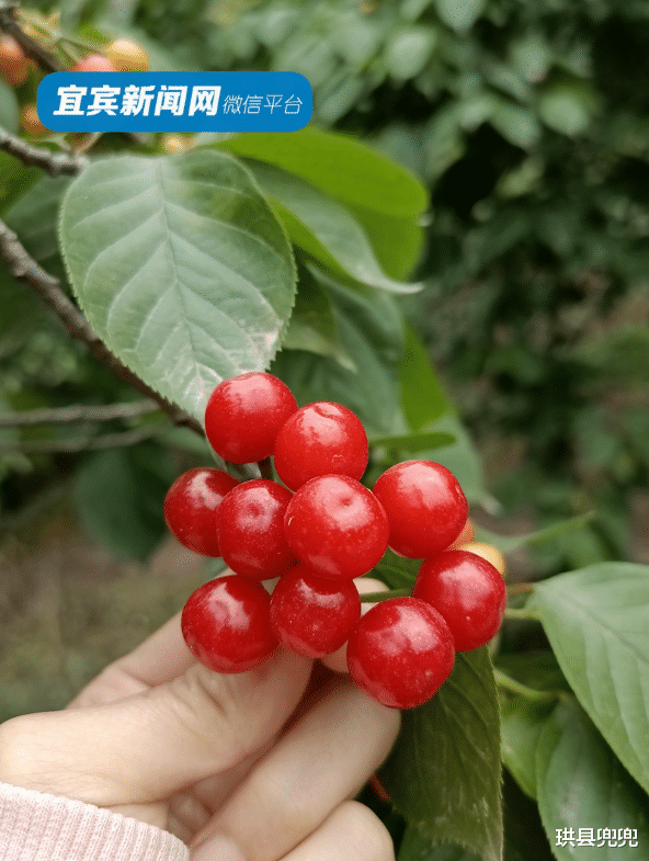 珙县兜兜 红了！熟了！宜宾周边樱桃采摘攻略来啦！现在去正好！