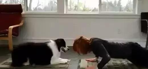 芷兰小时光|不可忽视宠物狗带来的家庭伤害,禁养宠物狗是我唯一的选择