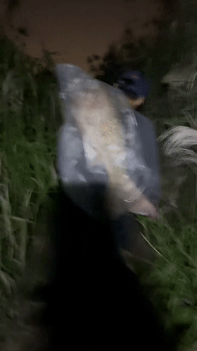 老虎|淡水之王！武汉钓友夜钓收获1.68米水老虎，网友：可惜了，没放生
