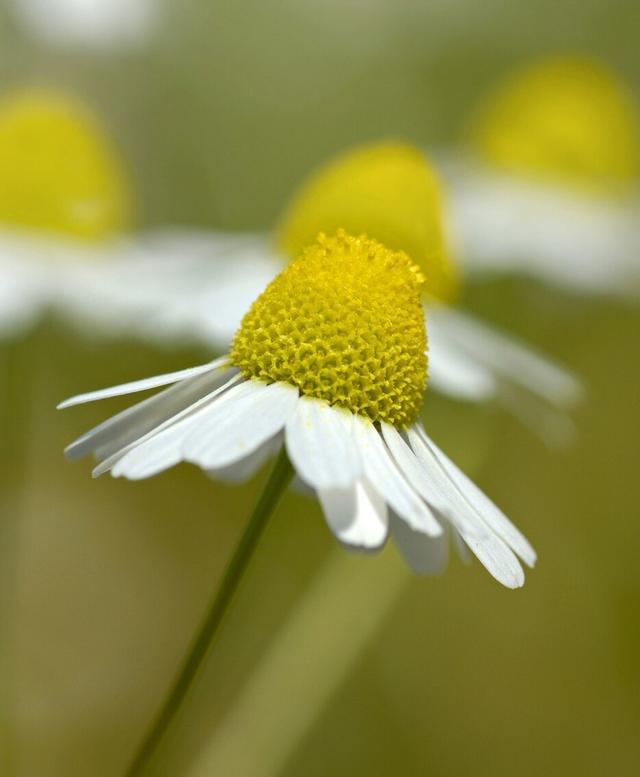 家有小甜椒儿|父亲对女儿的爱决定女儿的婚姻选择，但原生家庭的影响不是终生的
