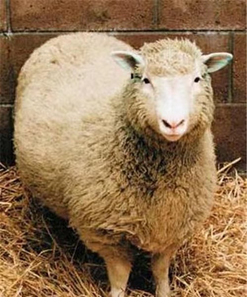 为什么近几年来很少听到“克隆”这个词了,专家:对生命太残忍了