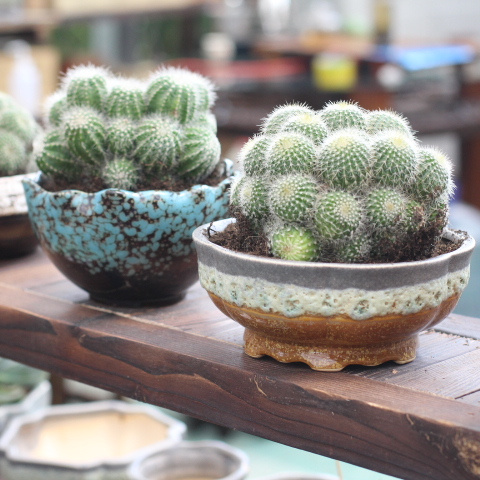 卧室养花“讲究大”，4种“漂亮花”对身体伤害大，尽早搬出去