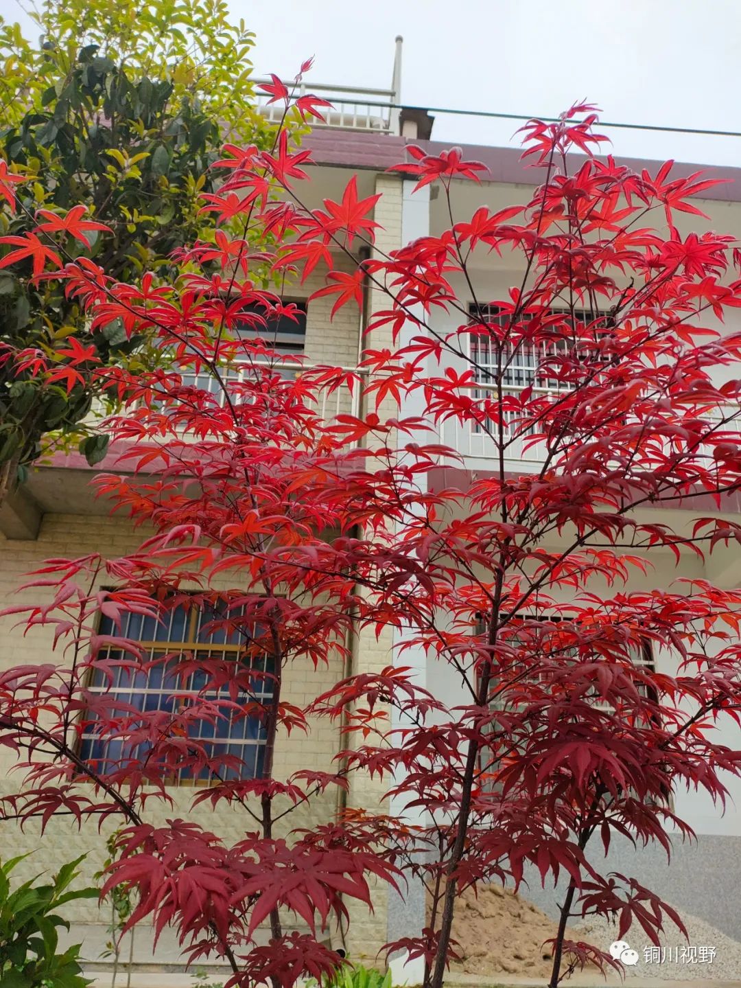 铜川周春辉 春天到了，万物复苏，鄠邑区后寨村的美景