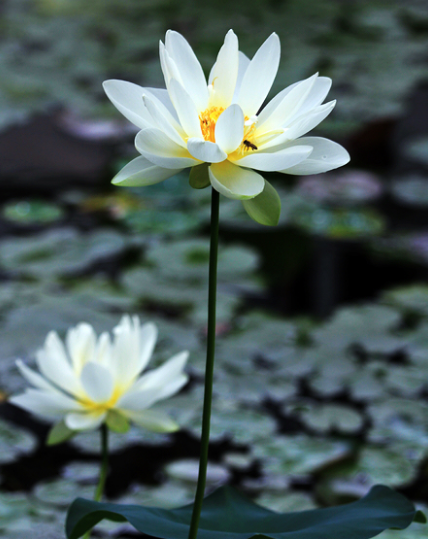 星临天下|步入8月下旬，吉星照耀，4属相运势回升，横财大发，日子红红火火