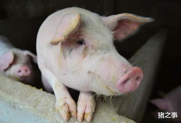 银行 3月04日:猪市遇冷,北方几乎全跌,猪价真的是“昙花一现”?