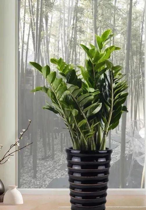 种上阳台|装饰家居摄人心魄的8款大型室内观叶植物，一摆立现“宜家风”！