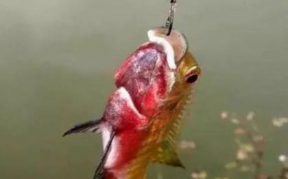 农村见闻|农村小伙运气好，在河里钓到这种独特鱼，在民间很稀罕，值钱得很