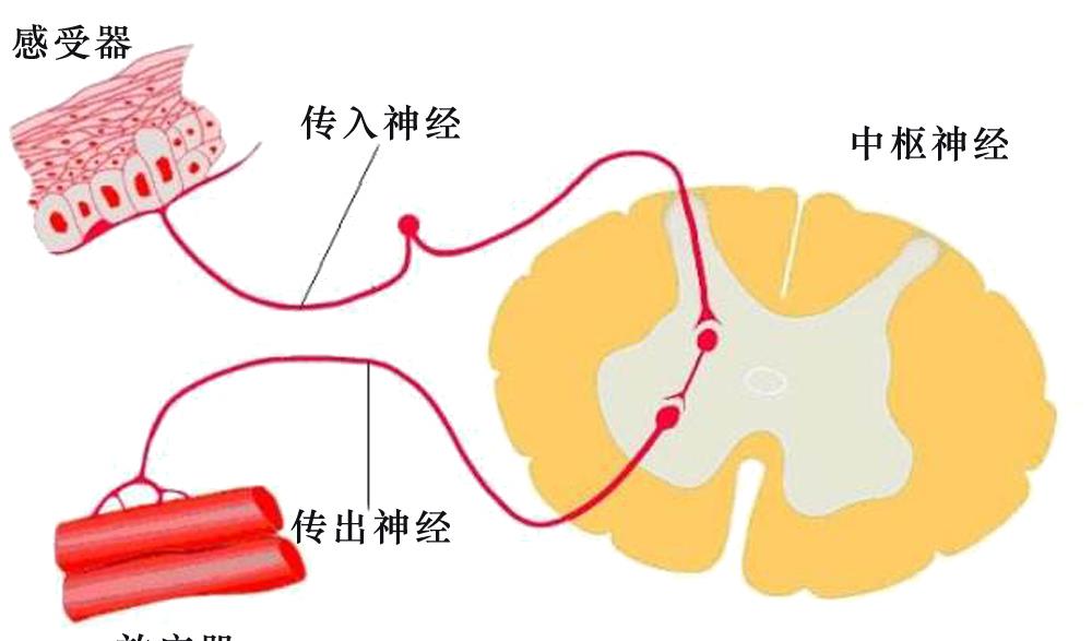 饵料|用什么样的鱼饵才能钓到鱼?鱼饵中饵料和小药的使用优先级