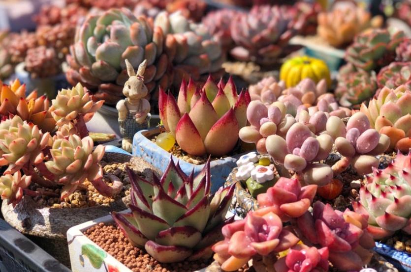 续约紫罗兰|这8种多肉本身不容易褪色,秋天太阳稍稍晒一下还能变得更美