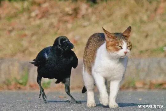 刘慈欣 逗猫狗、戏老鹰,智商占领高地,如果没有人类,乌鸦将成为主宰?