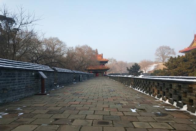 怡此情怡此景 沈阳有一颗树“很牛”，长在5A景区的核心地区，游客看了也佩服