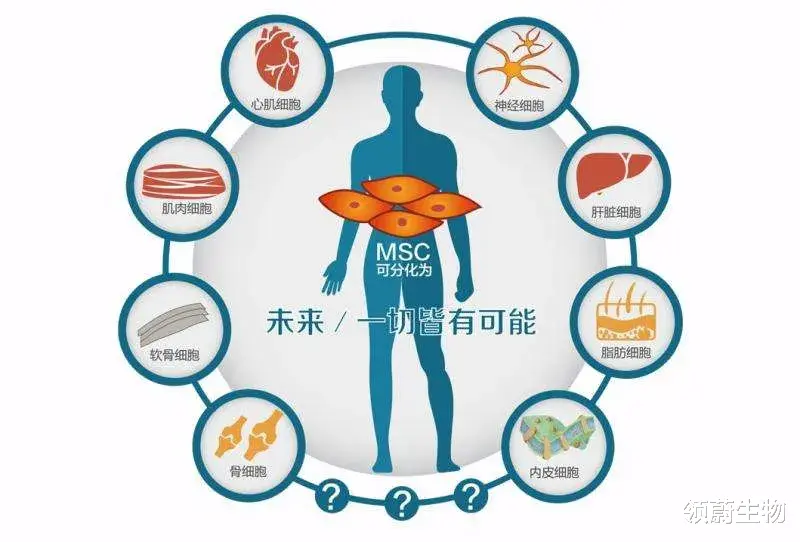 体内已经有干细胞,为什么还要补充干细胞?