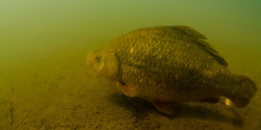 鲫鱼|[鱼的生活规律] 中国最大鱼种鲫鱼的十大习性