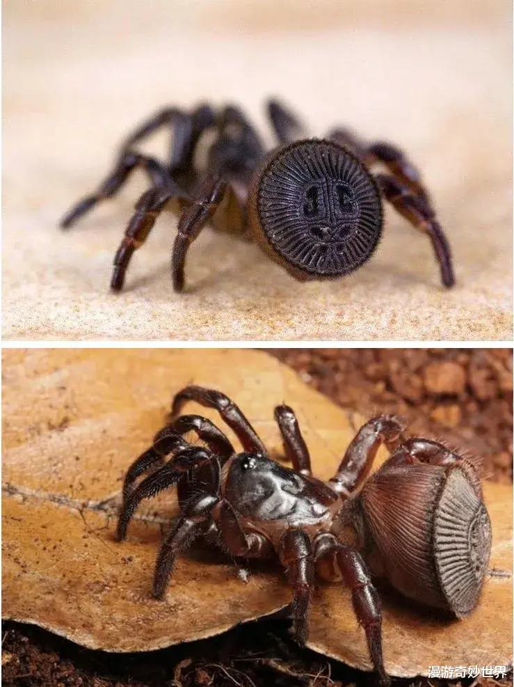 漫游奇妙世界|明明很普通的照片，看了却会觉得害怕…