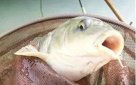 饵料|钓鱼小药的秘密，你还在乱加小药吗？怪不得你钓不到鱼