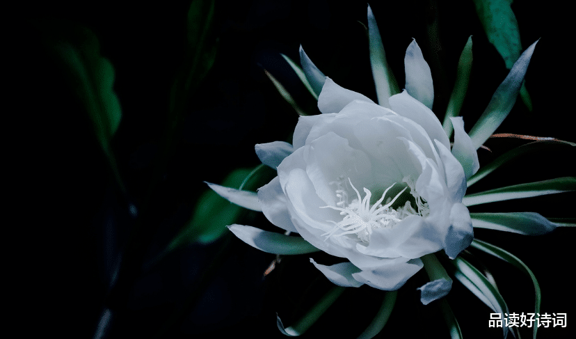 |「诗词鉴赏」昙花一现为韦陀，古诗词里的昙花，一现刹那芳华