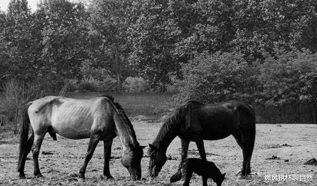 微风执杯聊自然|大草原上的马群失和，红马王带队出走被狼群重伤，黑马王雪夜驰援