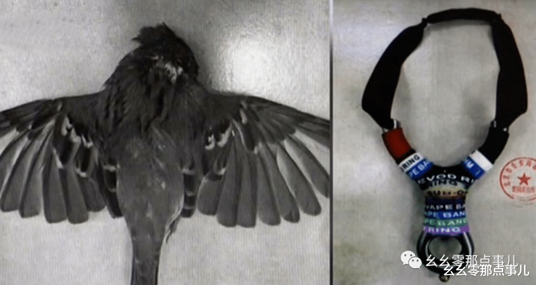 幺幺零那点事儿 麻雀、斑鸠来下酒，弹弓打鸟饱口福！北京三名男子被判刑