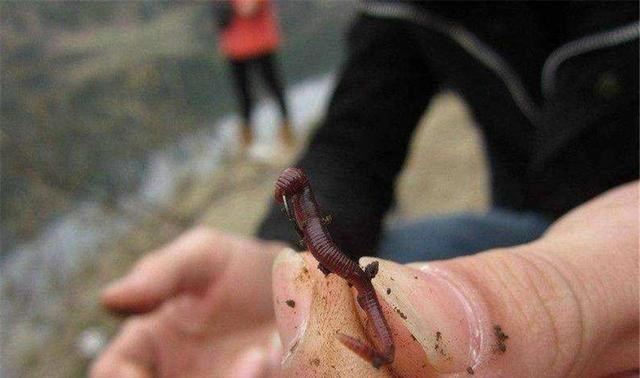 |都小暑了，还在用蚯蚓钓鱼？试试这2种钓饵，让你轻松钓大鱼