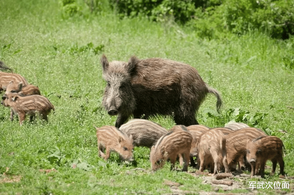 蔡文泉|在中国考持枪证,去山里打野猪月入5万?到底是真是假?