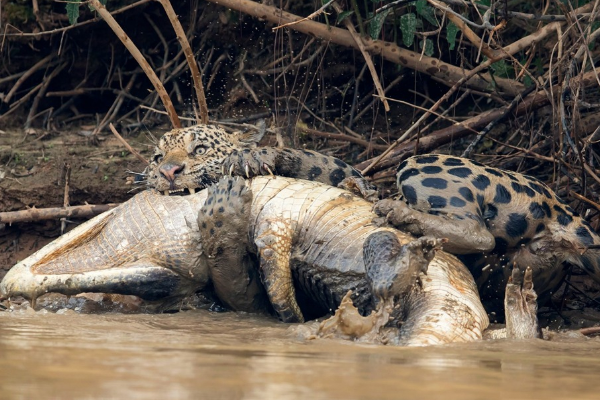 鳄鱼 世界上最大的蛇，连美洲虎、鳄鱼都不是对手，森蚺究竟有多恐怖？