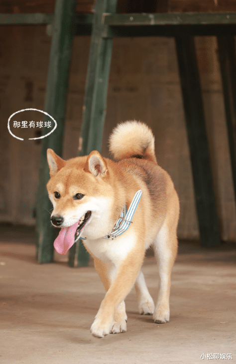 向往的生活|《向往的生活》原班人马回归，海岛篇即将到来，铁粉：断网也要追