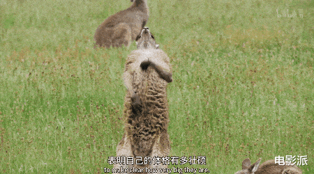 无码交配,这尺度不付费真能看?