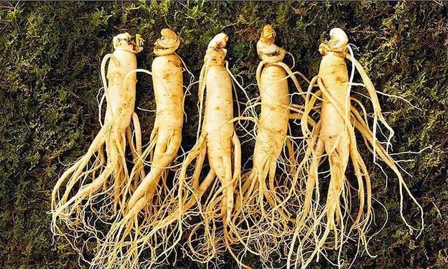 人参|方剂学习:熟悉一下败毒散,如何理解它的“扶正解表”?