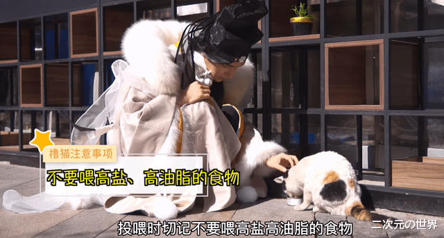 陆游|网易游戏拍cos大片，竟让公司猫猫出镜营业？网友：想骗我入职