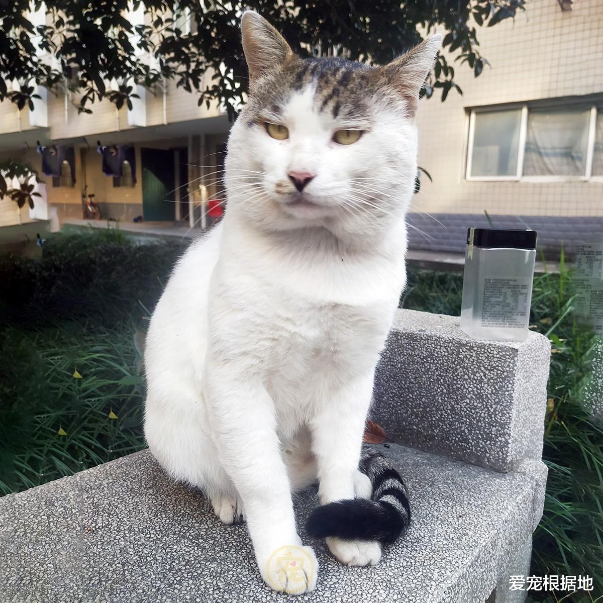 高圆圆|流浪猫因太胖被挂牌，禁止学生投喂，网友：吃了没文化的亏！