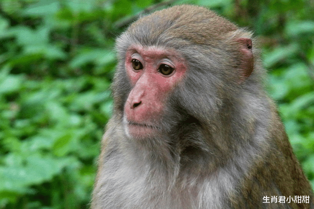 吉星|吉星高照天降好运，贵人帮扶财运开路，属猴人职场发展畅通无阻