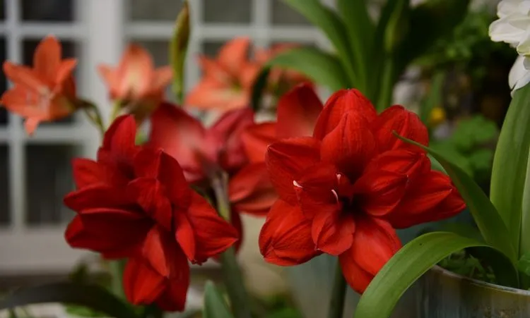 4年前，毫不犹豫买了这个带60㎡露台的房子，开始DIY改造小花园