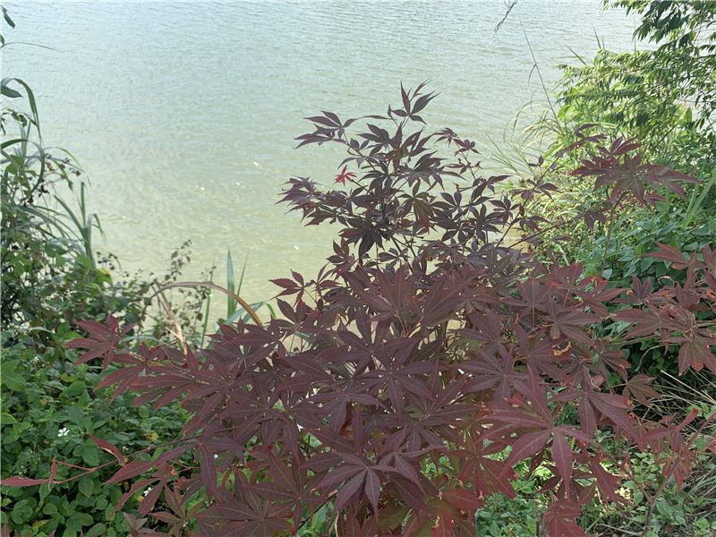 旅行|旅行表达爱，别样父亲节！这个父亲节带着爸爸来文山旅游吧~