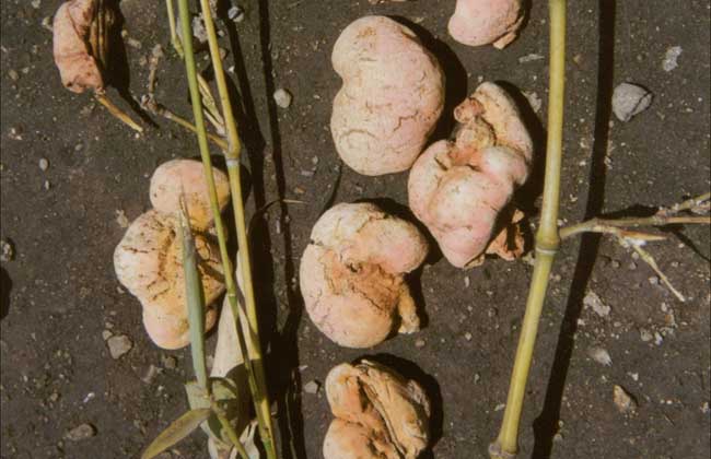 虫害 过去以为是虫害，如今上百元一斤，有人专门去捡，人称“竹参”