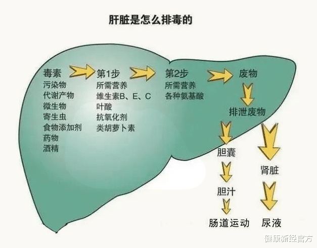 健康新经官方 夫妻2人双双查出肝病，悔不当初，医生叹气：或因这1菜吃的太多