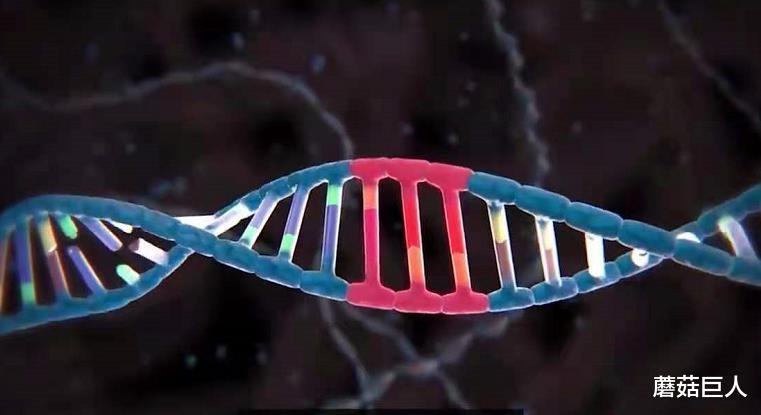 蘑菇巨人|3万年前的星空遗民,外星种族放在地球的小白鼠,你是其中之一吗?