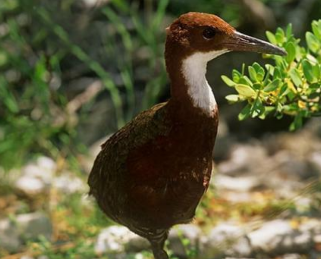  在13.6万年前已灭绝的物种，如今又出现在地球上，外形像鸟但不会飞