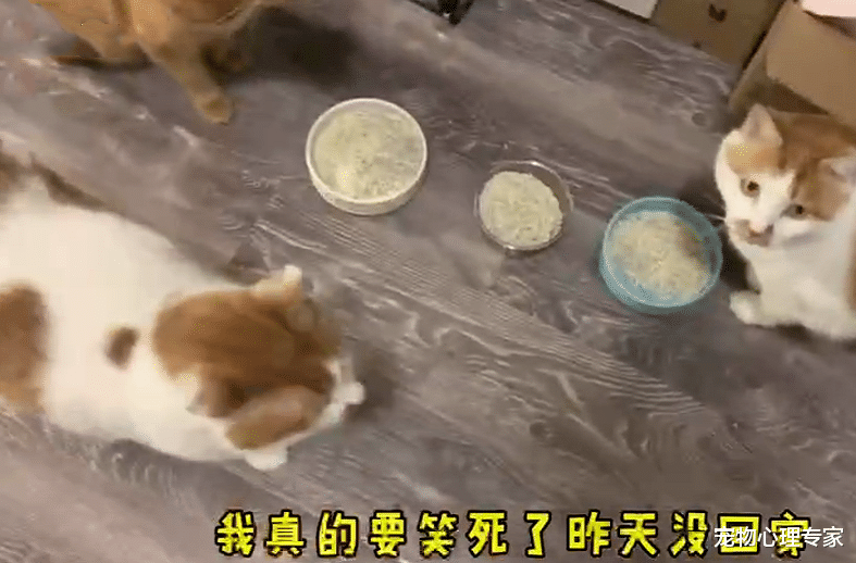 女子拜托老爸帮忙喂猫,隔天回去看时语塞了:这爹也太不靠谱了