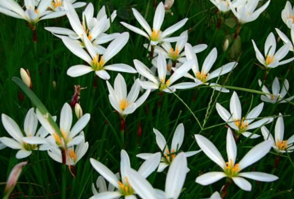 运势|未来半年，运势焕发新机，好运不断，事事如意的3大生肖！