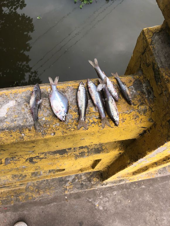 |为何野钓佬都喜欢钓小鱼？真是被逼的，且是被技术逼迫