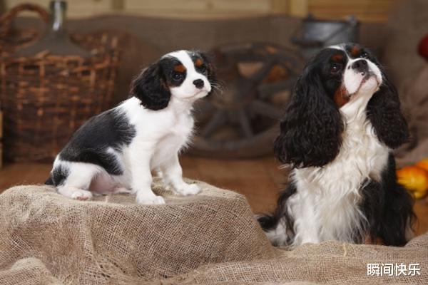 生肖|家中若有这3生肖，2021年财路通畅，好运挡不住，事业拔得头筹