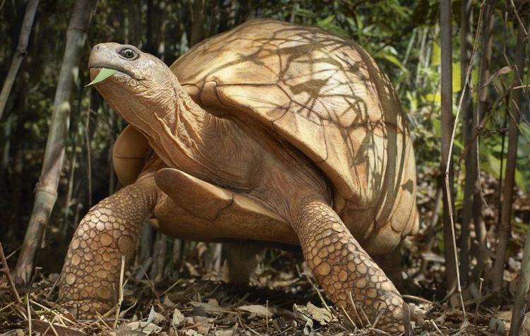 奇闻烩谈 摄影师拍到难得一见的动物，太神奇了，我一种都没见过，大开眼界