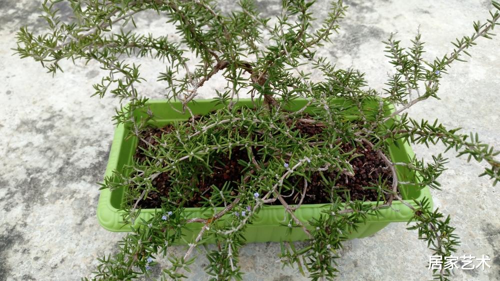 居家艺术 迷迭香不好养活，也不见开花？选这个品种试试，它香味浓好养活最重要的是花期还长