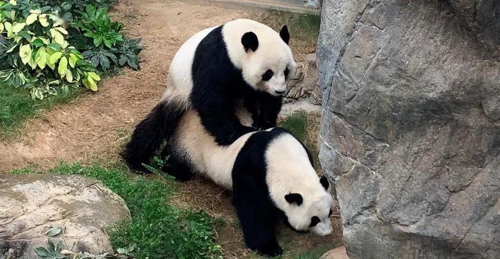 情微说|从凶猛的“食铁兽”变成以卖萌为生的国宝，熊猫究竟经历了什么？